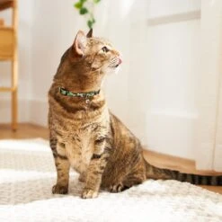 Disney Mickey Mouse Hawaiian Cat Collar -Disney 226283 PT4. AC SS1800 V1614028659