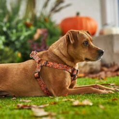 Disney Minnie Halloween Dog Harness -Disney 272961 PT8. AC SS1800 V1623879833