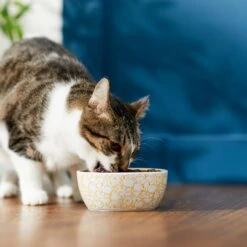 Disney Winnie The Pooh No-Skid Ceramic Cat Bowl -Disney 280658 PT3. AC SS1800 V1629986646