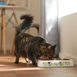 Disney Mickey Mouse Lemon Melamine Stainless Steel Double Dog & Cat Bowl 11 Disney Mickey Mouse Lemon Melamine Stainless Steel Double Dog & Cat Bowl -Disney 315299 PT3. AC SS1800 V1647283899