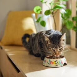 Disney Minnie Mouse Summer Bamboo Melamine Stainless Steel Dog & Cat Bowl 12 Disney Minnie Mouse Summer Bamboo Melamine Stainless Steel Dog & Cat Bowl -Disney 315339 PT3. AC SS1800 V1647282351