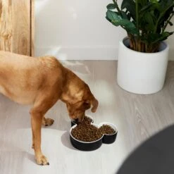 Disney Mickey Mouse Ceramic Dog & Cat Bowl -Disney 315360 PT2. AC SS1800 V1647283421