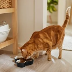 Disney Mickey Mouse Ceramic Dog & Cat Bowl -Disney 315360 PT3. AC SS1800 V1647283006