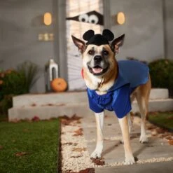 Disney Mickey Mouse Vampire Dog & Cat Costume 11 Disney Mickey Mouse Vampire Dog & Cat Costume -Disney 334733 PT8. AC SS1800 V1657656877