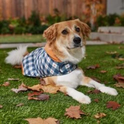 Disney Mediumweight Minnie Quilted Dog & Cat Puffer Coat 13 Disney Mediumweight Minnie Quilted Dog & Cat Puffer Coat -Disney 354020 PT8. AC SS1800 V1660749505