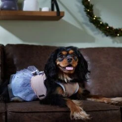 Disney Frozen's Anna & Elsa Dog & Cat Dress 11 Disney Frozen's Anna & Elsa Dog & Cat Dress -Disney 358396 PT7. AC SS1800 V1661799561